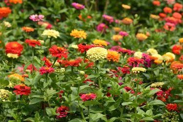 Dahlia et Cosmos de Garsington, 2009